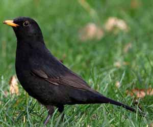 Хөөндэй (Хар хөөндэй)